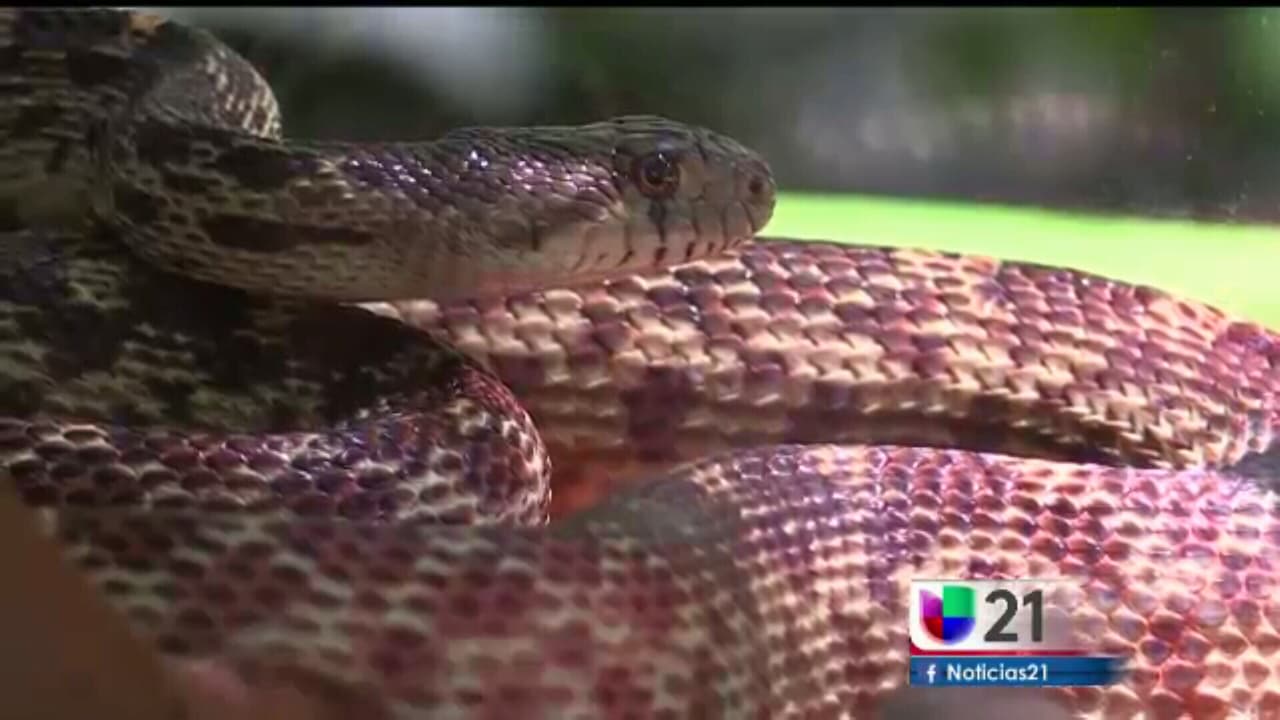 Conciencia de la serpiente de cascabel