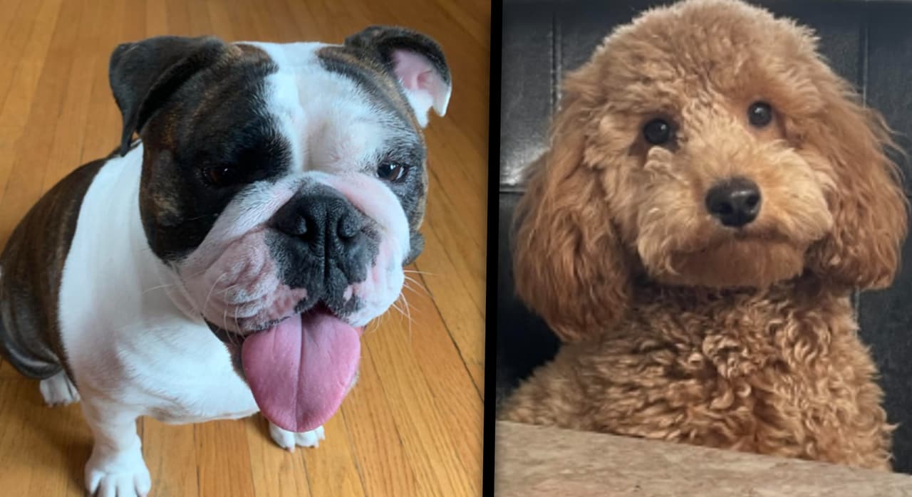 PERROS UNICHICAGO.jpg