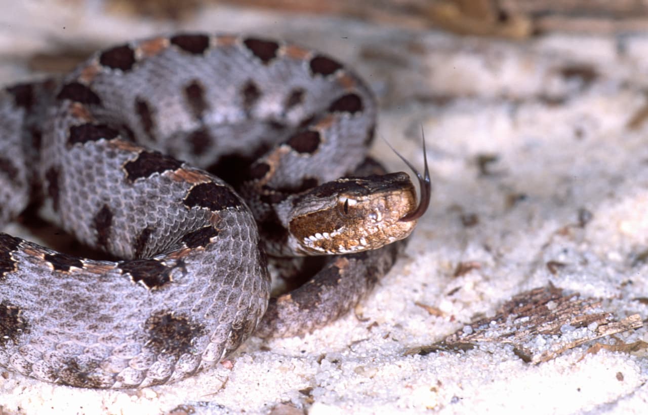 <b>Pigmy Rattlesnake</b>. Las serpientes de cascabel pigmeas reciben un nombre apropiado porque son la especie más pequeña de serpientes de cascabel de los Estados Unidos. Esta serpiente suele ser de color gris opaco con una hilera de manchas oscuras que recorren el centro de la espalda y los lados. Las que habitan en los condados de Hyde, Beaufort y Pamlico tienen un color de fondo rojo o rosado. La cascabel pigmeo a veces tendrá una raya naranja a lo largo de su espalda. El sonajero es tan pequeño que su "zumbido" suena como un pequeño insecto, muchas veces apenas se oye. Las crías, como las cabezas de cobre y las bocas de algodón, tienen colas de punta amarilla que utilizan para atraer a sus presas.