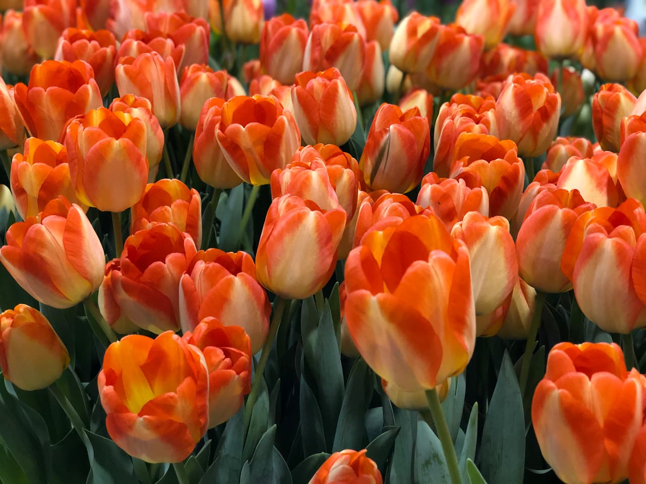 ¡Gracias por tanto, Mamá!
<br>