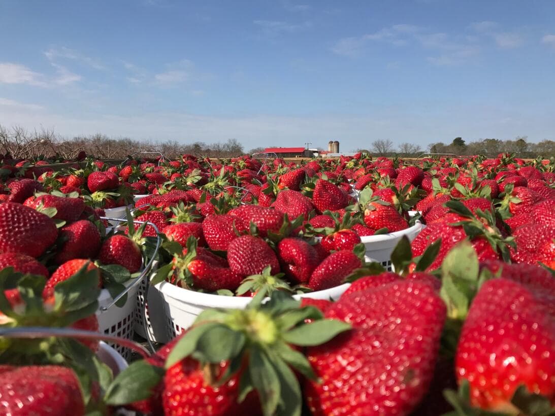 <b>Salgan al campo</b>. Si mamá es de aquellas que añora el campo y ama tomar con sus manos los frutos de la tierra, 
<b><a href="https://www.univision.com/local/atlanta-wuvg/mejores-granjas-para-visitar-en-georgia-durante-la-primavera-2023-fotos">Georgia cuenta con granjas espectaculares para que puedas complacerla</a></b>.