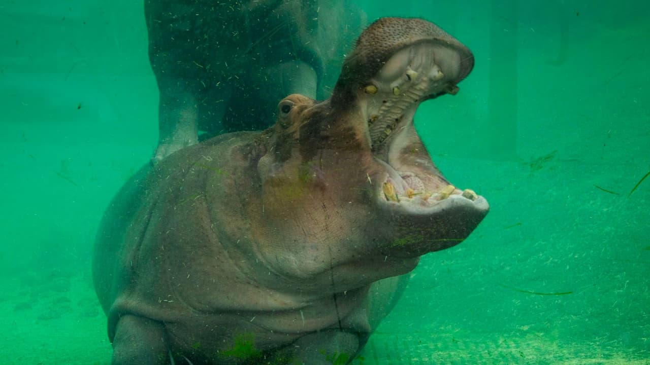 <b>Hasta el 14 de febrero, algunos de los paquetes están en oferta</b>, 
<a href="https://www.dallaszoo.com/support-the-zoo/adopt-an-animal/" target="_blank">disponibles tanto en línea </a>como en las instalaciones del zoológico, y se pueden enviar por correo directamente al destinatario del regalo.