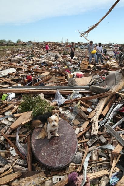 El emotivo caso de Bárbara y su mascota no ha sido el único, felices mascotas han sido rescatadas y devueltas a sus dueños.