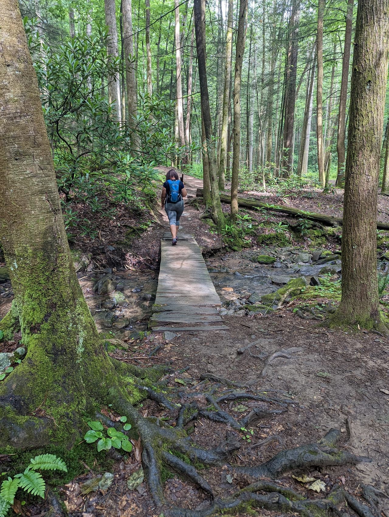 <b>Raven Cliff Falls Trail (Cleveland, GA)</b>
<br>
<b>Sitio web</b>:
<a href="https://www.fs.usda.gov/recarea/conf/recarea/?recid=10515">https://www.fs.usda.gov/recarea/conf/recarea/?recid=10515</a>
<br>
<a href="https://goo.gl/maps/xqm9HF6wir5rYMmX7"><b>Cómo llegar</b></a>
<b> </b>
<br>
<br>Este sendero es relativamente fácil y las cascadas son espectaculares, también es uno de los favoritos a visitar en el verano. Camina por este sendero a través de un hermoso y sombreado valle de arroyo y, aunque es probable que no se moje en el sendero, hay un pozo profundo y frío para nadar cerca del comienzo del sendero. Es un gran final para una gran caminata, especialmente en el calor del verano.