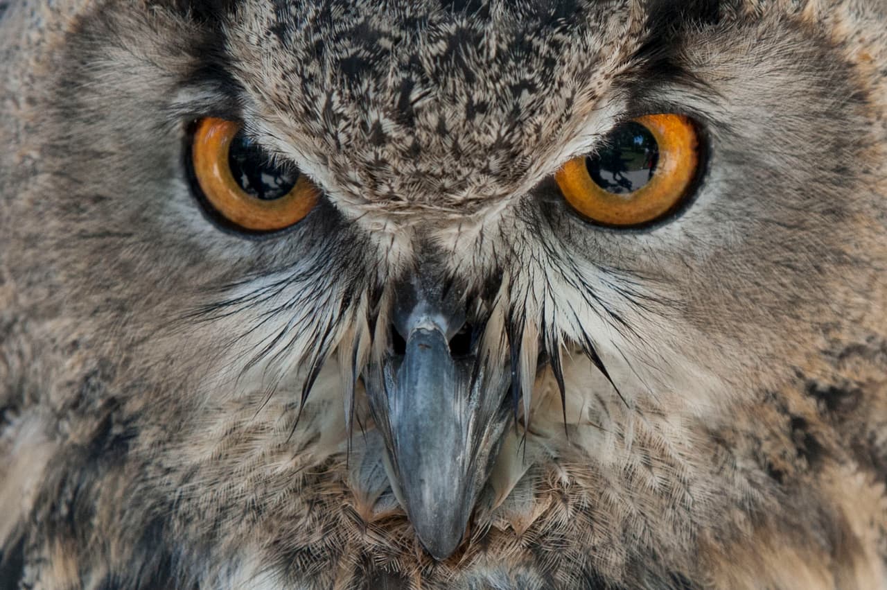 El show de aves fue uno de los favoritos durante el Festival de los Niños 2017