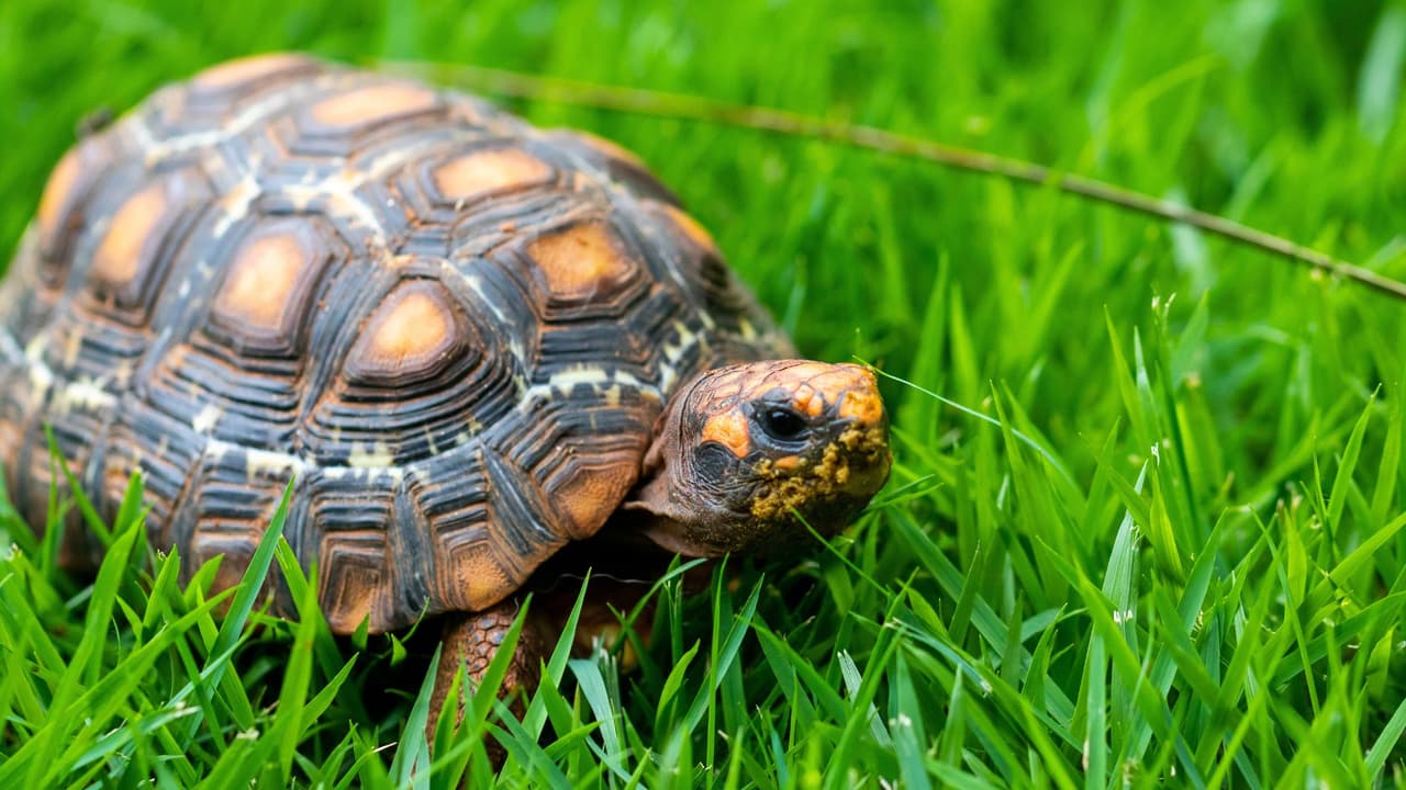 <h2 class="cms-H2-H2">Tortugas vivas</h2>
<br>México también prohibe que lleves tortugas vivas.