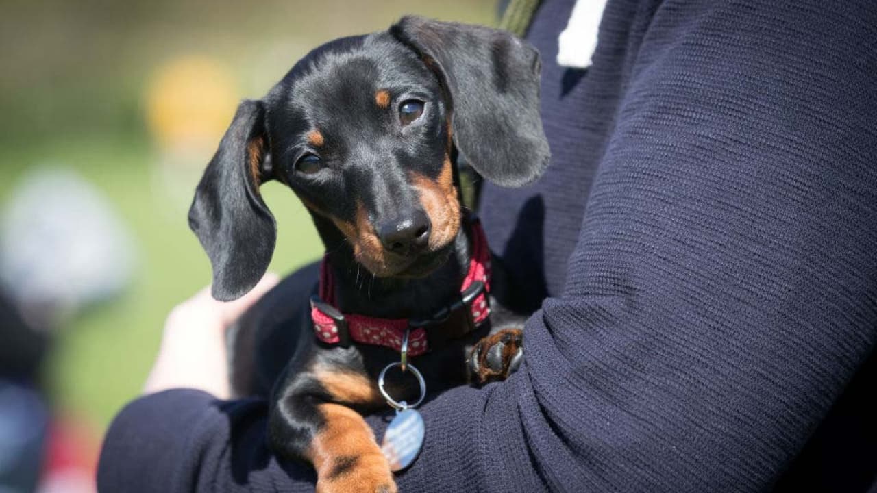 Suspenden temporalmente tarifas para adopción de mascotas en Chicago