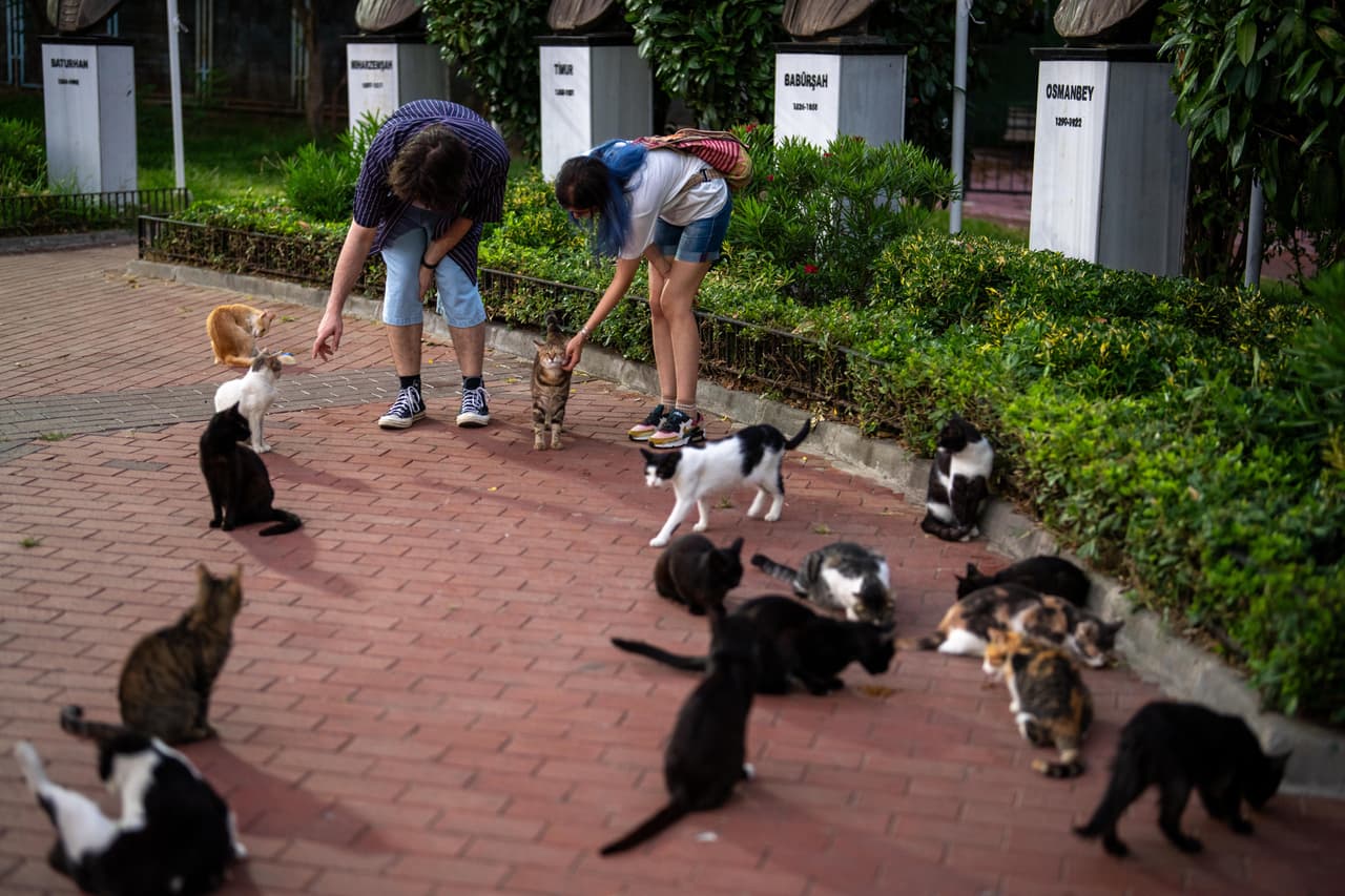 Una pareja alimenta a gatos callejeros en el parque Macka de Estambul, Turquía, el domingo 2 de agosto de 2026. (Foto AP/Emrah Gurel)