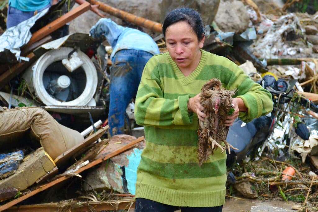 Una mujer saca un pollo vivo de los escombros durante las labores de rescate.