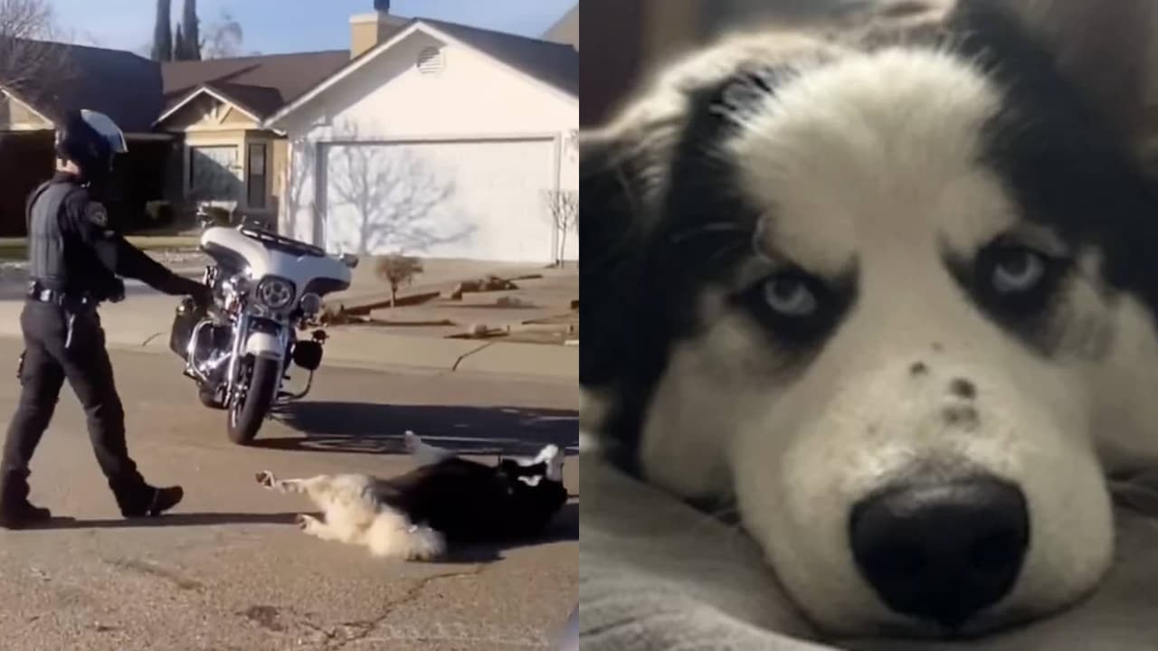 Familia de Lodi exige justicia después de que la policía electrocutara a Enzo, su perro 