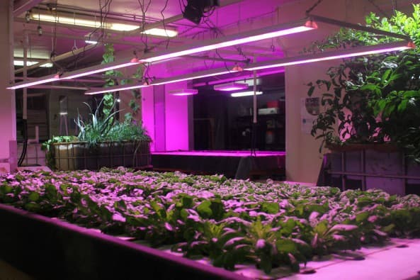 Estudiantes del Barrio de las Empacadoras aprenden de ecología y acuaponía gratis