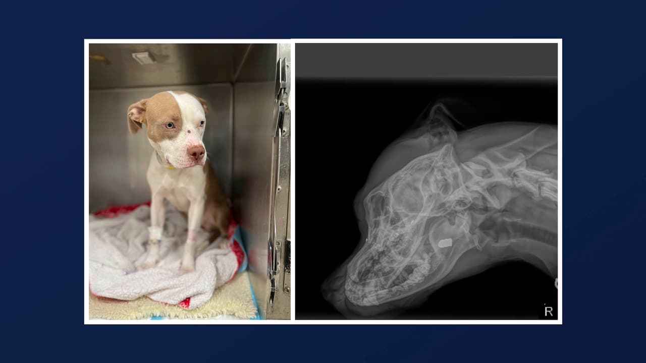 El incidente se registró el viernes 13 de septiembre, cuando Louisa, una perrita tipo pitbull de color canela y blanco que se había extraviado dos días antes, regresó a su hogar en la cuadra 3300 de Ely Place SE, y su familia notó que tenía una herida que parecía una herida de bala entre los ojos, dijo en un correo electrónico enviado a Univision 
<b><a href="https://www.humanerescuealliance.org/" target="_blank">Humane Rescue Alliance (HRA)</a></b>.
