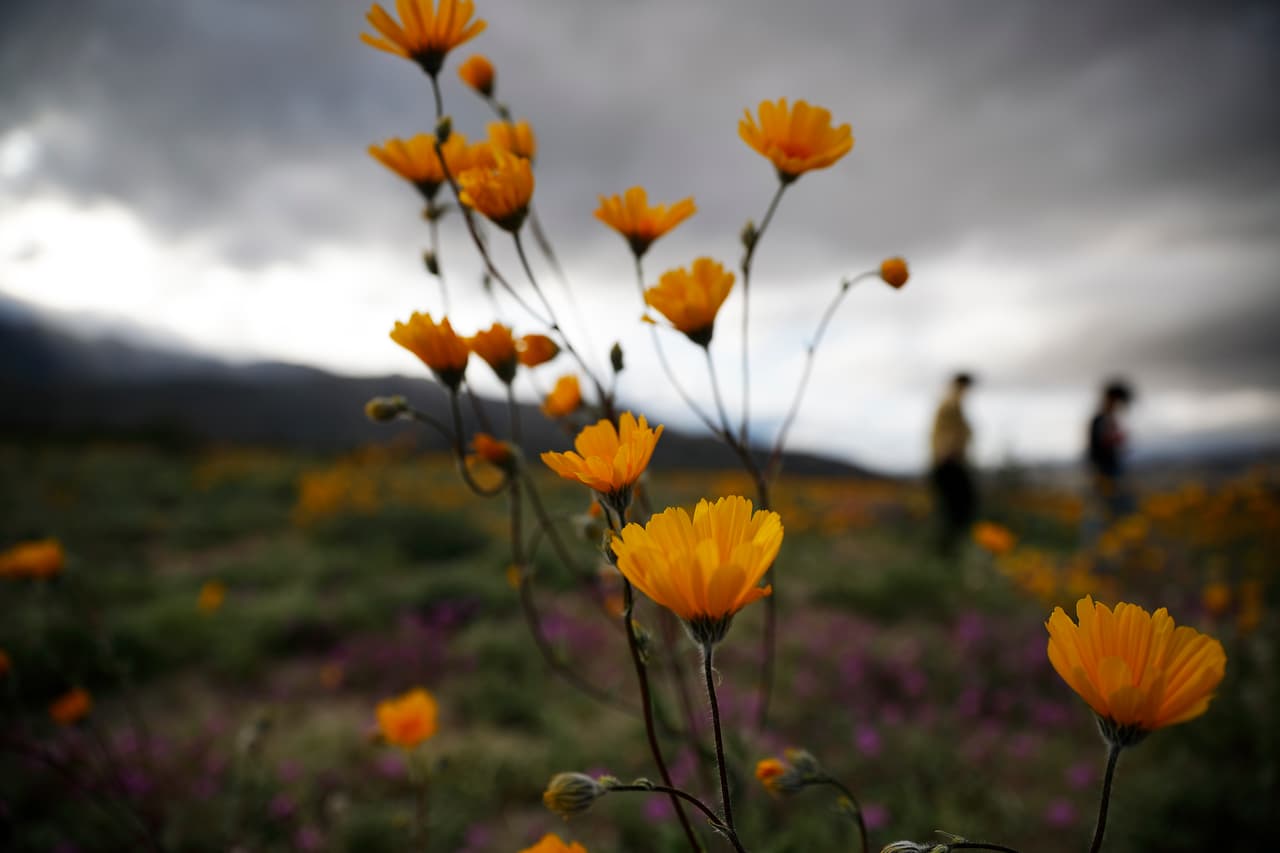El superflorecimiento es poco común, no ocurre todos los años. "Hemos tenido un diluvio de lluvias esta temporada en el sur de California y con ellas vinieron las flores", agregó la estadounidense.