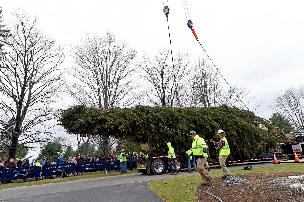 El árbol, que fue el centro de atención este sábado y decenas de fotos, llegó al centro comercial en Manhattan, frente a la catedral San Patricio, tras recorrer 96,5 kilómetros desde el patio del hogar de Carol Schultz, de 79 años, al norte del estado.
