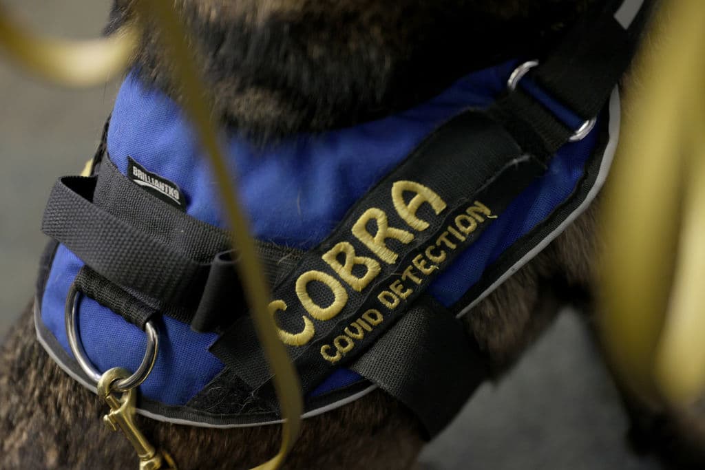 Los canes fueron entrenadospor especialistas de la Universidad Internacional de Florida (FIU) para olfatear el virus con 
<b>protocolos desarrollados por el Global Forensic and Justice Center</b> (GFJC).