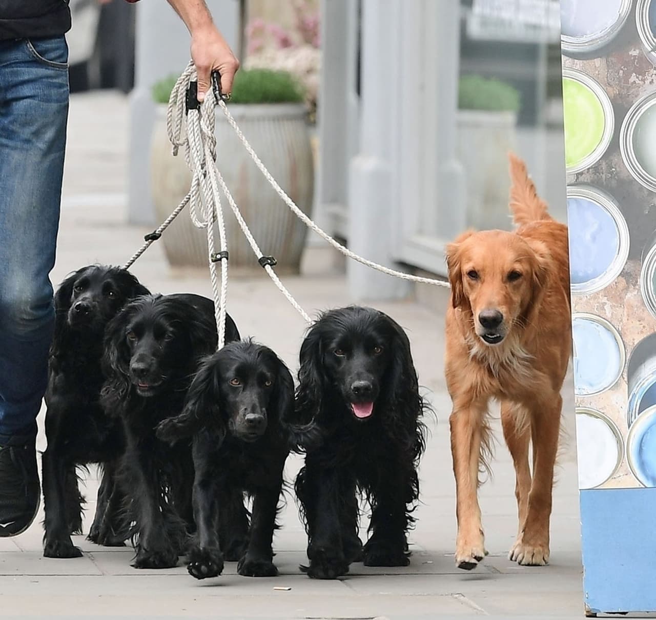 "Tristemente, la bicicleta en la que paseaba a mis perros, fue robada. (Mi perra) Ella y compañía (Zulu, Inka, Luna y Mabel) 
<b>están devastados</b>", explicó en aquella ocasión.