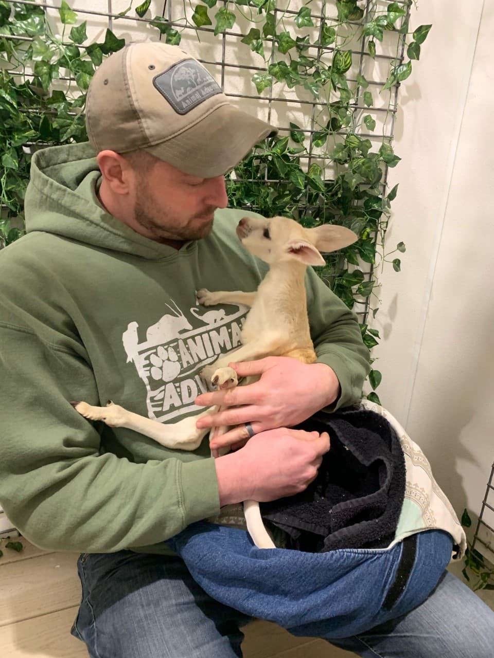 Tras cuatro o cinco meses de crecimiento y cuidado por parte de la madre, los cuidadores pueden realizar con seguridad el primer "tirón", sacando al bebé de la bolsa de la madre para una inspección completa y una revisión médica.
