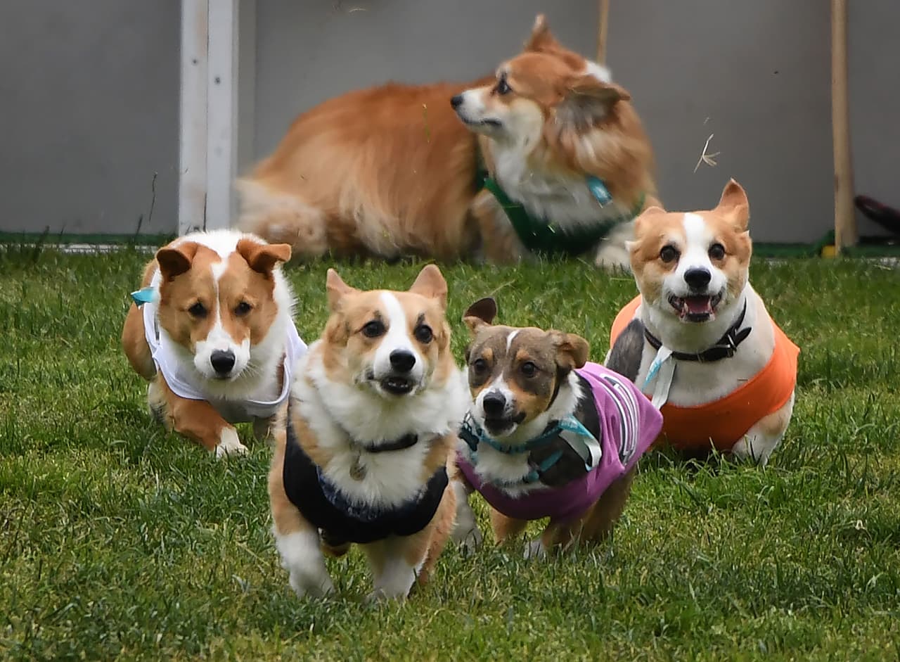 Pero en esta ocasión mostraron sus habilidades en la carrera.