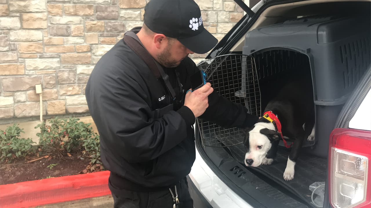 La cachorra fue rescatada de un apartamento cerca de la autopista 249 y la Cypresswood Drive, según informó la Sociedad Protectora de Animales de Houston (SPCA, por sus siglas en inglés).