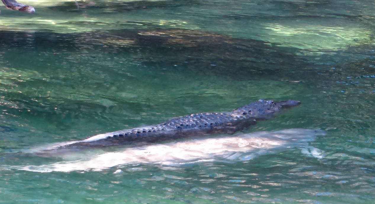 Foto: el cocodrilo más cool del mundo surfea sobre un manatí en Florida