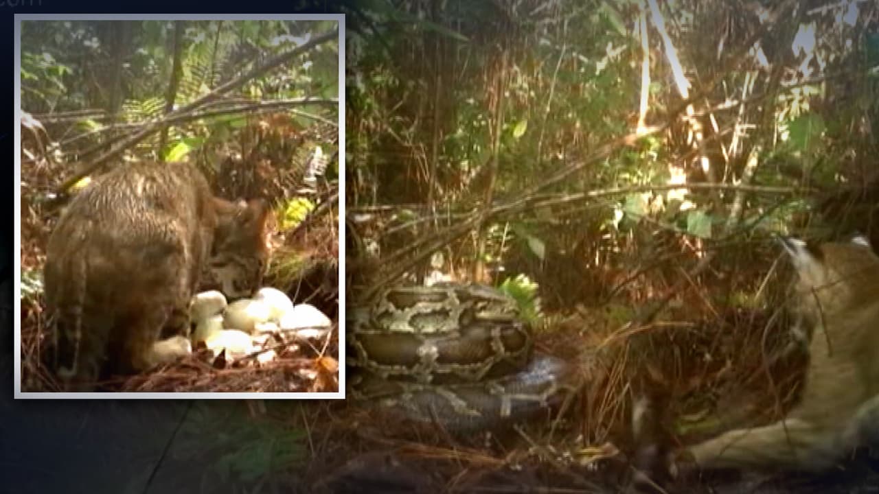 ¡En video! Como buena madre, pitón se enfrenta a gato montés para defender sus huevos