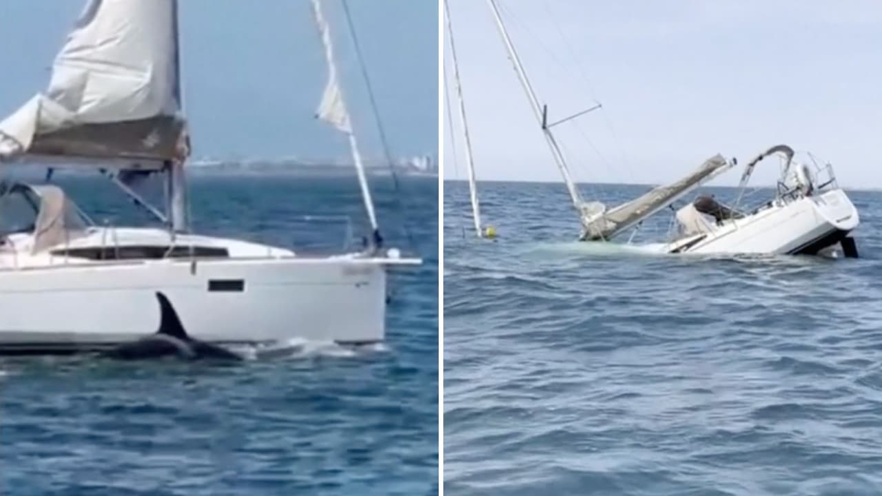 El momento en que un grupo de orcas ataca a un velero hasta hundirlo