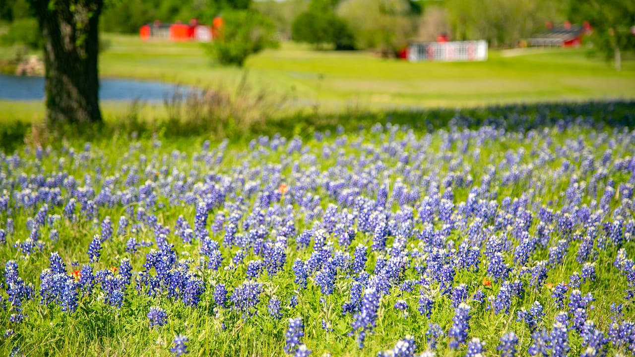 Las Bluebonnets crecen de forma silvestre y atraen a mariposas, polillas y hasta abejas que las polinizan.