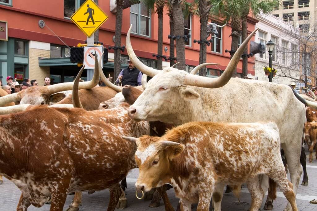 Catch the annual Rodeo cattle drive on February 3rd
