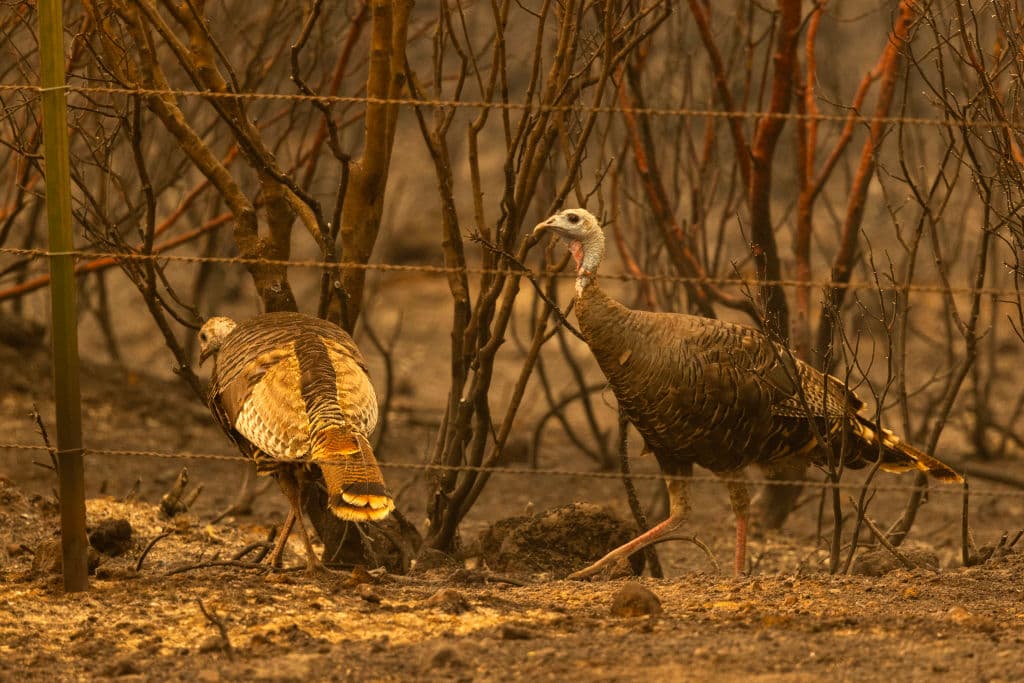 Los animales también sufrieron el impacto del incendio Park.