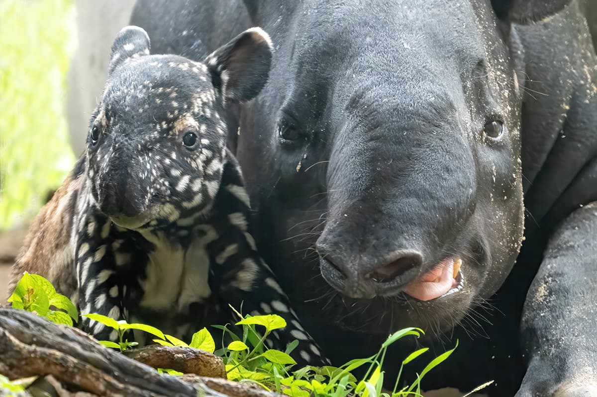 El padre del recién nacido es Kazu, un tapir malayo de 12 años que llegó al Zoológico de Miami desde el 
<a href="https://www.pdza.org/" target="_blank">Zoológico Point Defiance </a>en Tacoma, Washington.