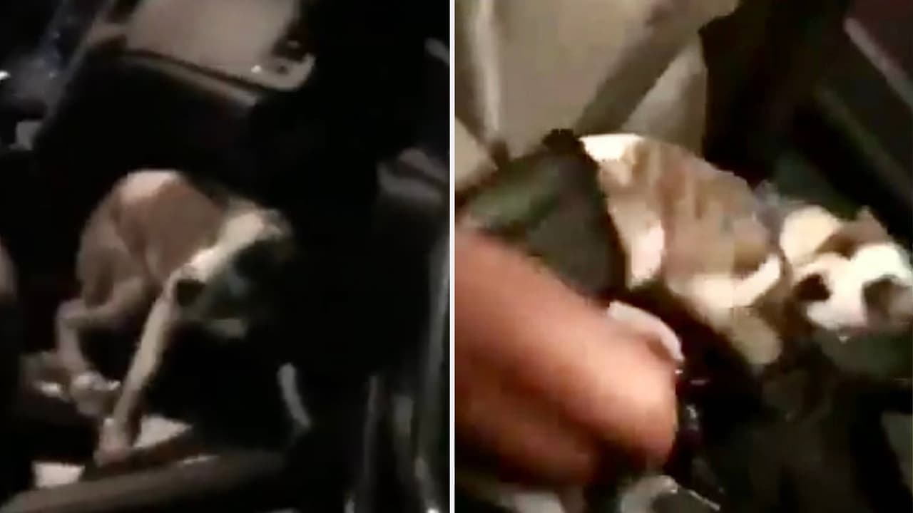 En el video se muestra al perro dentro de un vehículo y a una mujer como lo golpea y patea, mientras el animal lloraba. Además, se escuchan las risas de las personas que estaban viendo la escena.