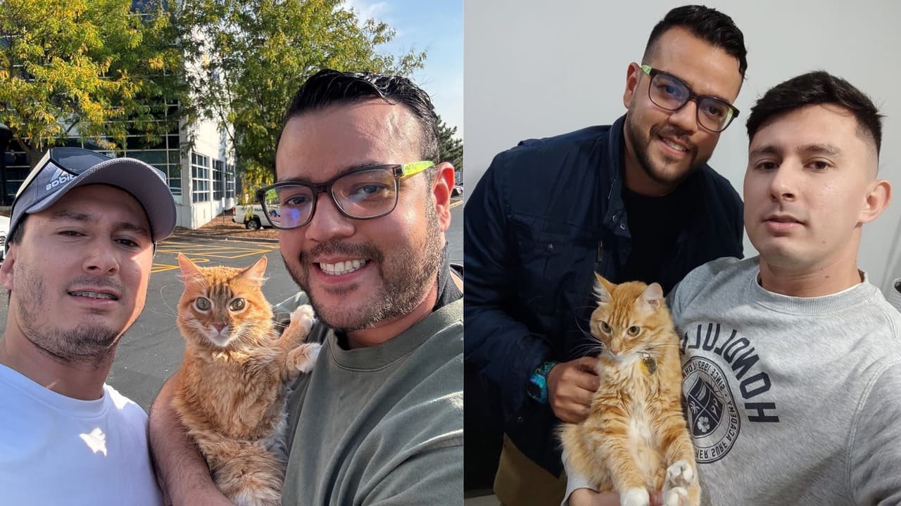 El viaje de una gata desde Perú hasta Estados Unidos para reencontrarse con sus dueños