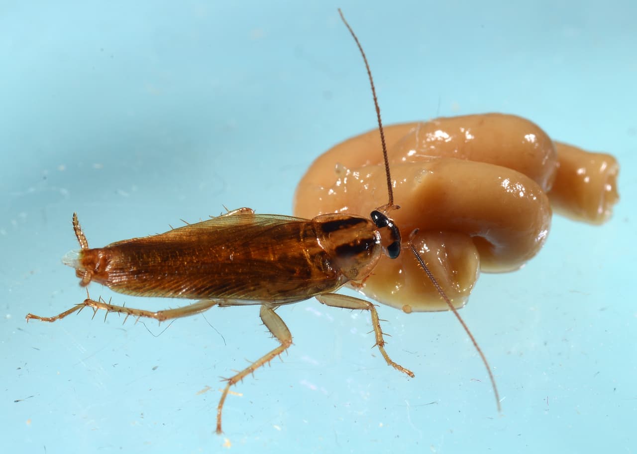 Una cucaracha alemana hembra tiene un ciclo reproductivo de tres meses, tiempo en el que puede tener hasta 50 crías.
<br>
