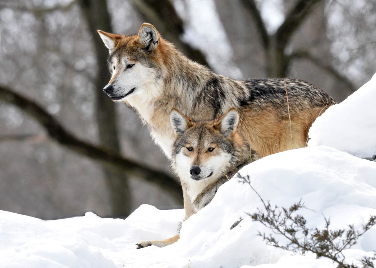 El zoológico de Brookfield cerró temporalmente debido a la pandemia. Sin embargo, ya tiene fecha de regreso. El próximo 1 de marzo el los visitantes podrán conocer a las nuevas incorporaciones como estos dos lobos mexicanos.