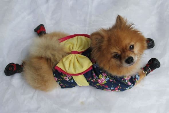 Los amantes de los perritos usan estos modelitos para que sus mascotas se vean diferentes en todo tipo de ocasión.