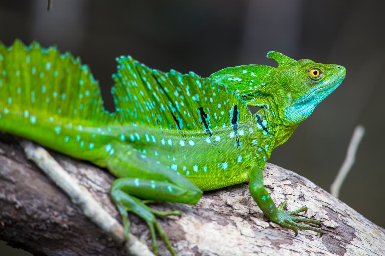 El
<b>basilisco de doble cresta</b> (
<i>Basiliscus plumifrons</i>) parece una versión miniatura de las criaturas mágicas. Originaria de Centroamérica, se la encuentra en bosques desde Honduras hasta Panamá. A estos lagartos se les dice que son las “
<b>Lagartijas Jesucristo</b>” ya que, si deben escapar de un depredador o perseguir su propia presa, frecuentemente corren sobre sus dos patas traseras -como un bípedo-; y si hay agua en su camino, son capaces de caminar sobre ella, especialmente los ejemplares más pequeños. Individuos más grandes, eventualmente se hunden y continúan a nado. Logran este acto ‘milagroso’ gracias a la combinación de su velocidad con tener sus patas traseras palmeadas, es decir, con membranas entre sus dedos.