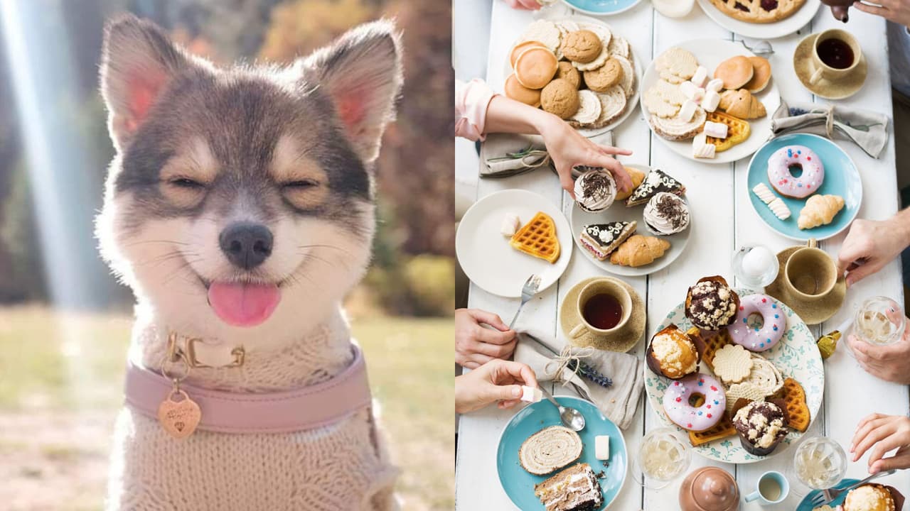 9 divertidos nombres para perros inspirados en comida que se escucharán en 2024