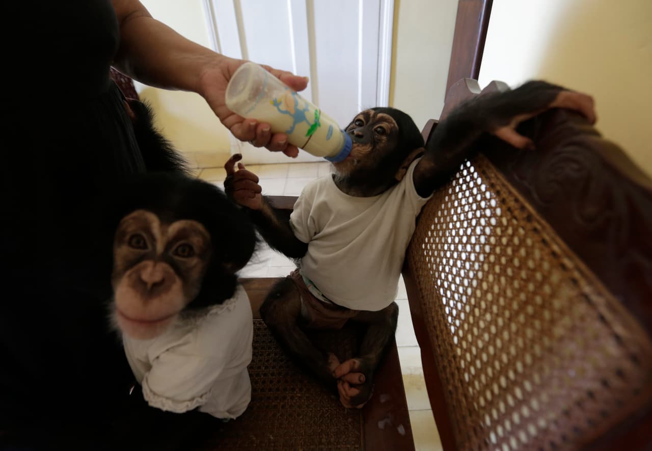 Cuban biologist Marta Llanes, 62, to feeds with milk to Anuma one years old male chimpanzee (R) and Ada, a eleven months female chimpanzee, in her house in Havana, Cuba February 24, 2017. Enrique de la Osa