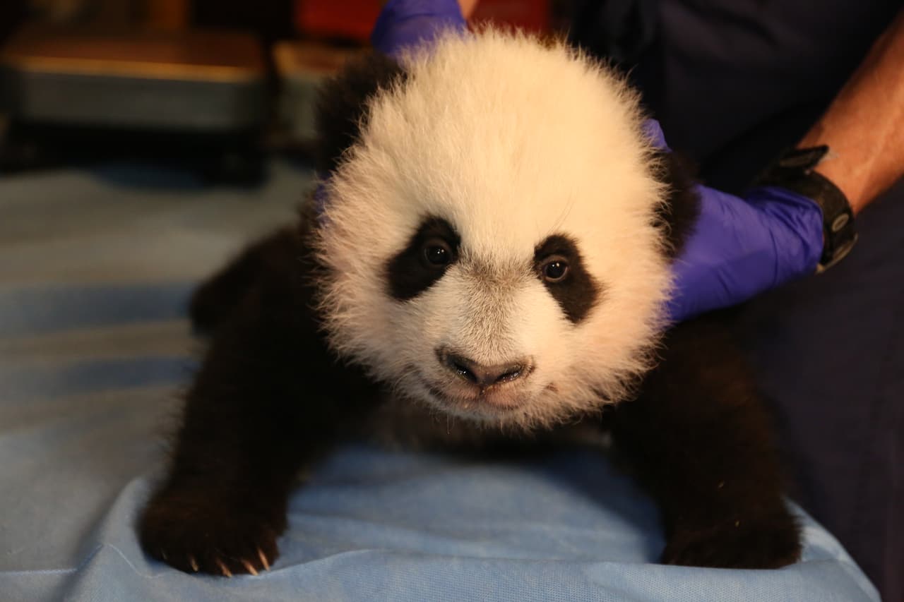 ¿Cuánto cuesta un oso panda?