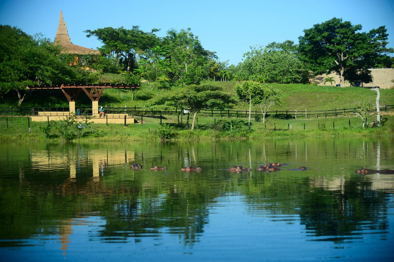 El lago de los hipopótamos es de lo más visitado del lugar, son famosos porque se dice que muchos escaparon del lugar y se volvieron salvajes cuando Pablo abandonó el lugar.