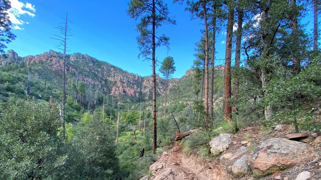 Desde este martes inician las ventas de permisos para árboles de Navidad en línea y en persona 