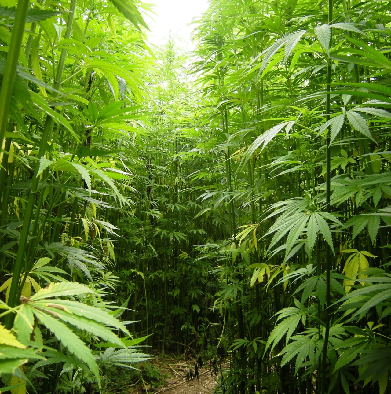 Chile autorizó la plantación de marihuana más grande de América Latina