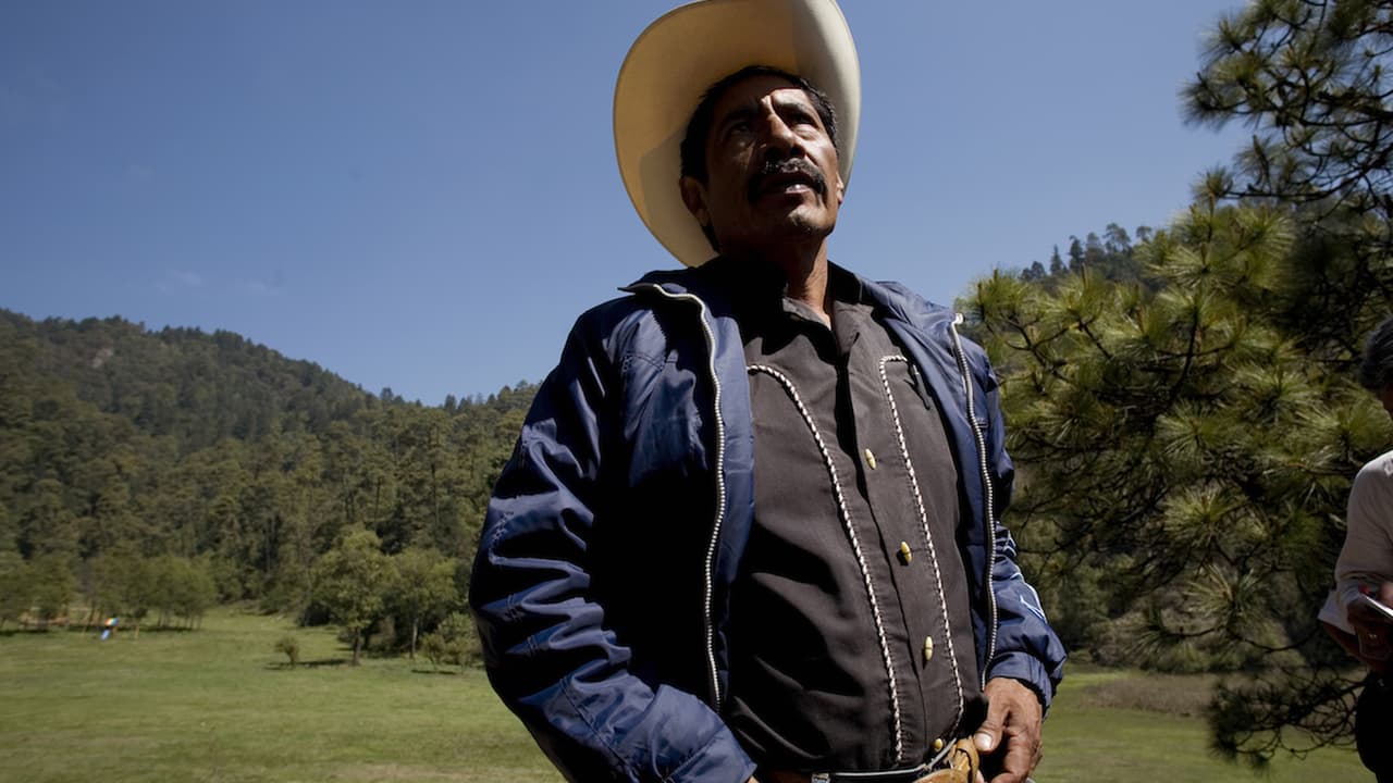 Amnistía Internacional declara preso de conciencia a indígena defensor de bosques de oyamel en México 