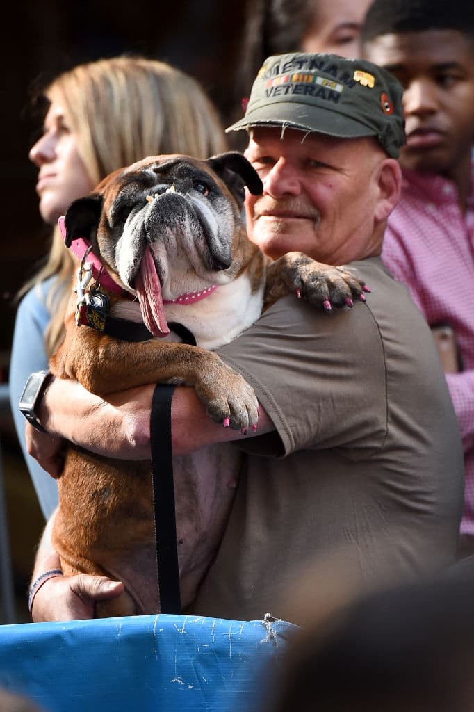 Con nueve años de edad, esta perrita Bulldog -originaria de Minnesota- cautivó a los jueces con su larga lengua, dentadura chueca, lomo ancho y sus garras pintadas de color rosa, como su collar.
<br>