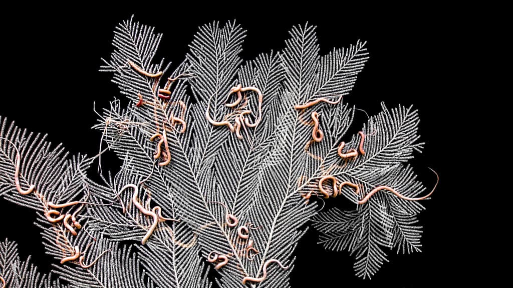 Esta fotografía proporcionada por la Oficina de Exploración e Investigación Oceánica de la Administración Nacional Oceánica y Atmosférica de EEUU muestra un octocoral en las aguas profundas de el Caribe estadounidense.