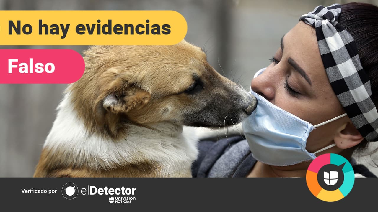 ¿Hay un nuevo coronavirus en perros que puede pasarse a humanos y tiene que ver con el covid-19? 