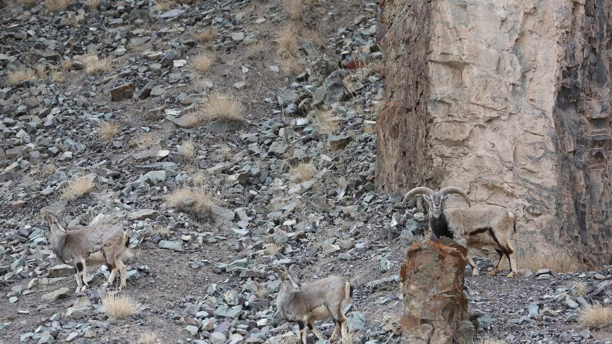 <b>Encuentra al leopardo de las nieves escondido en la foto. </b>
<br>El leopardo de las nieves tiene fama de ser una de las criaturas más difíciles de retratar. Pero en esta imagen, tomada por la fotógrafa Inger Vandyke en India, el elusivo animal aparece acechando a unas cabras durante (una imagen muy rara de captar, por cierto, dada la naturaleza esquiva del felino). ¿Eres capaz de distinguir dónde está?