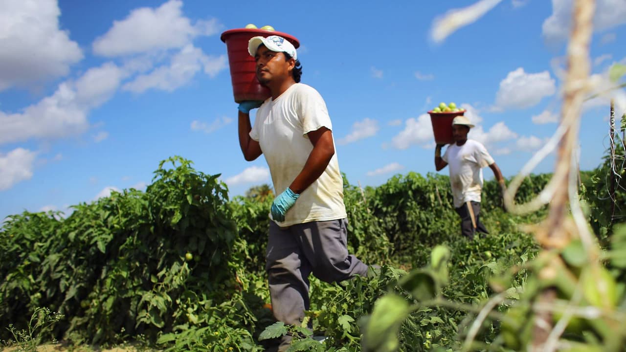 ¿Qué es la visa H-2A, la que tenían los mexicanos que murieron en el choque de un autobús en Florida Central?