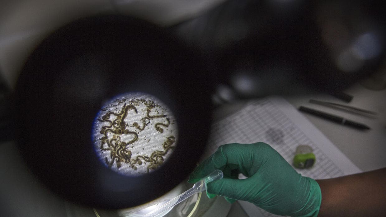 El Senado aprueba $1,100 millones para luchar contra el zika