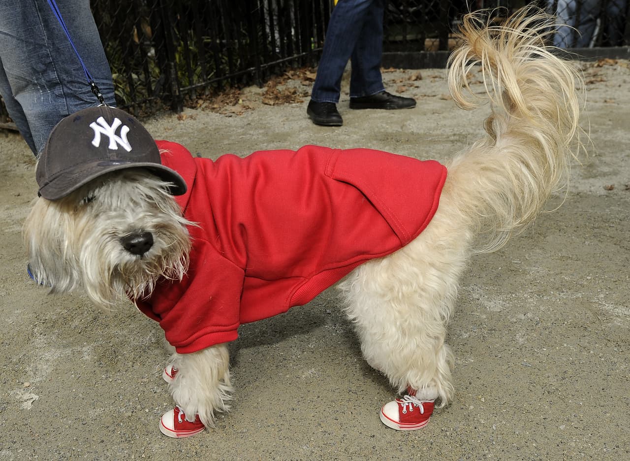 <b>Fan de los Yankees</b>
<br>Este disfraz es para dueños, y máscotas, desenfadados y aficionados del bésibol.
